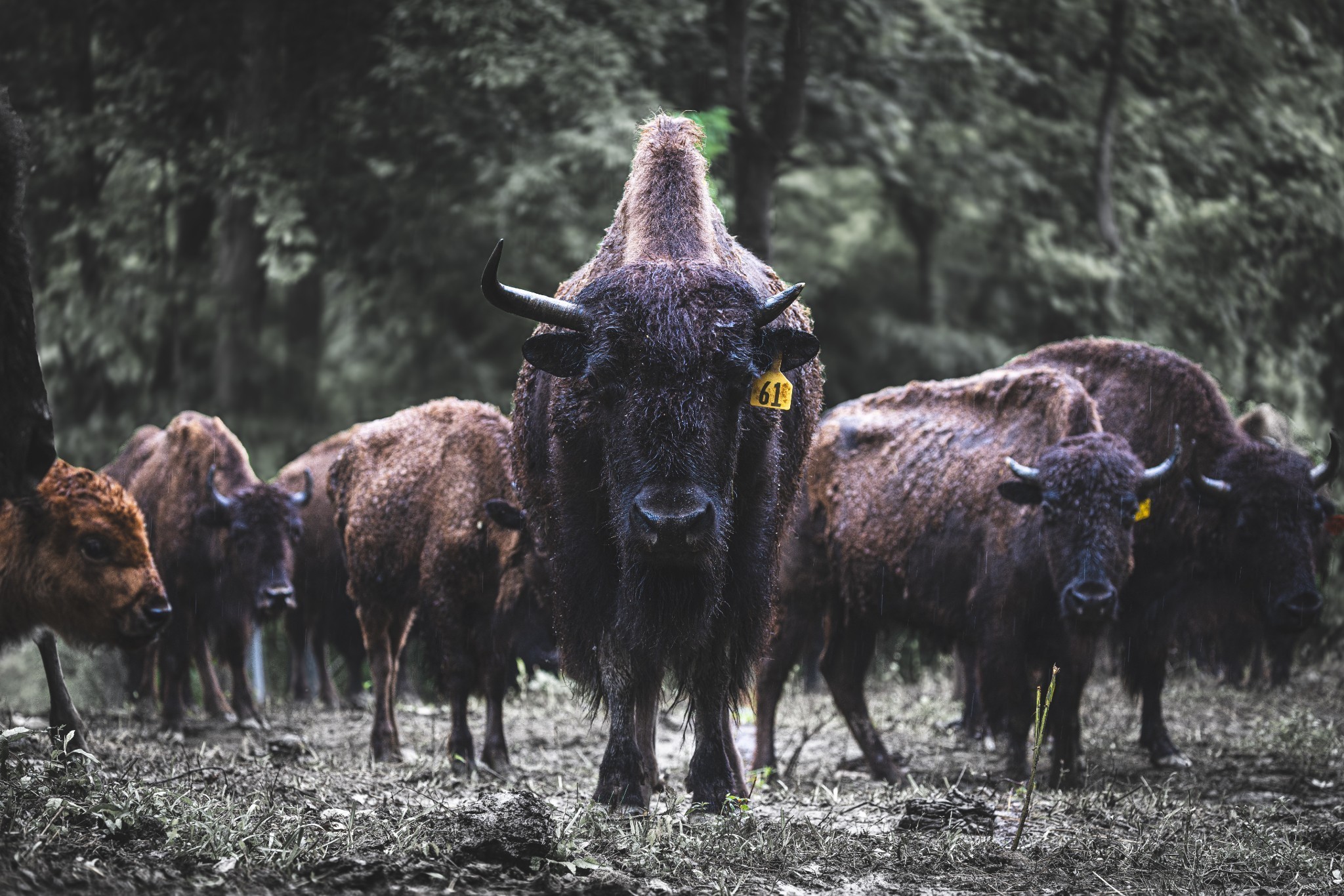 1020 Bison Ridge Joelton, TN 37080 - Photo 3 of 45 a view of a street with lots of of trees