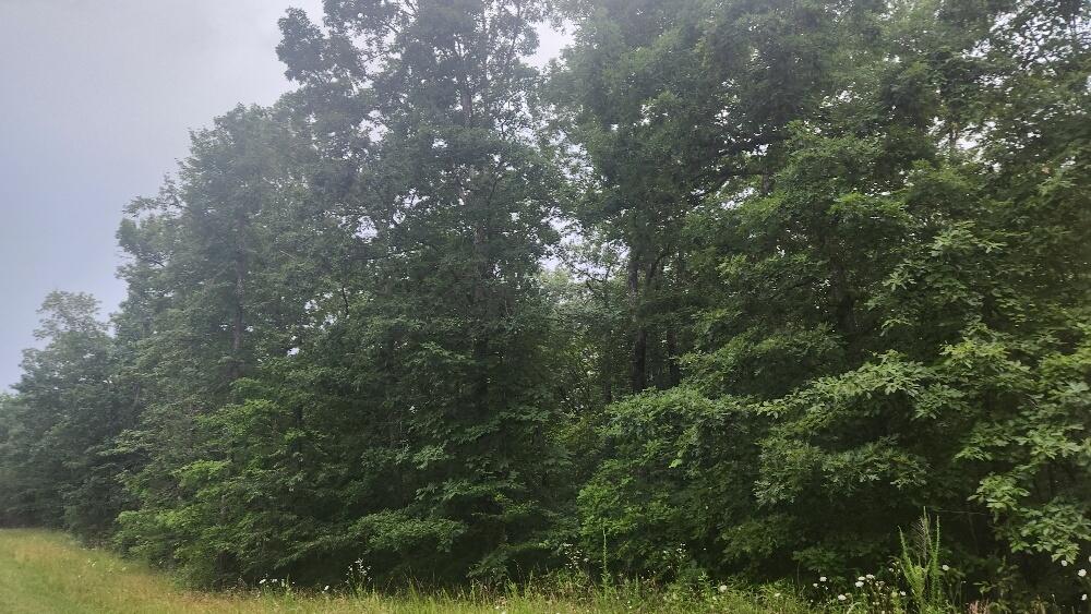 Lot 561 Simmons Road Pikeville, TN 37367 - Photo 2 of 9 20250627_181919_resized