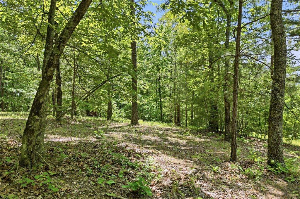 1709 Harrington Road Ball Ground, GA 30107 - Photo 46 of 46 a big yard with lots of green space and trees