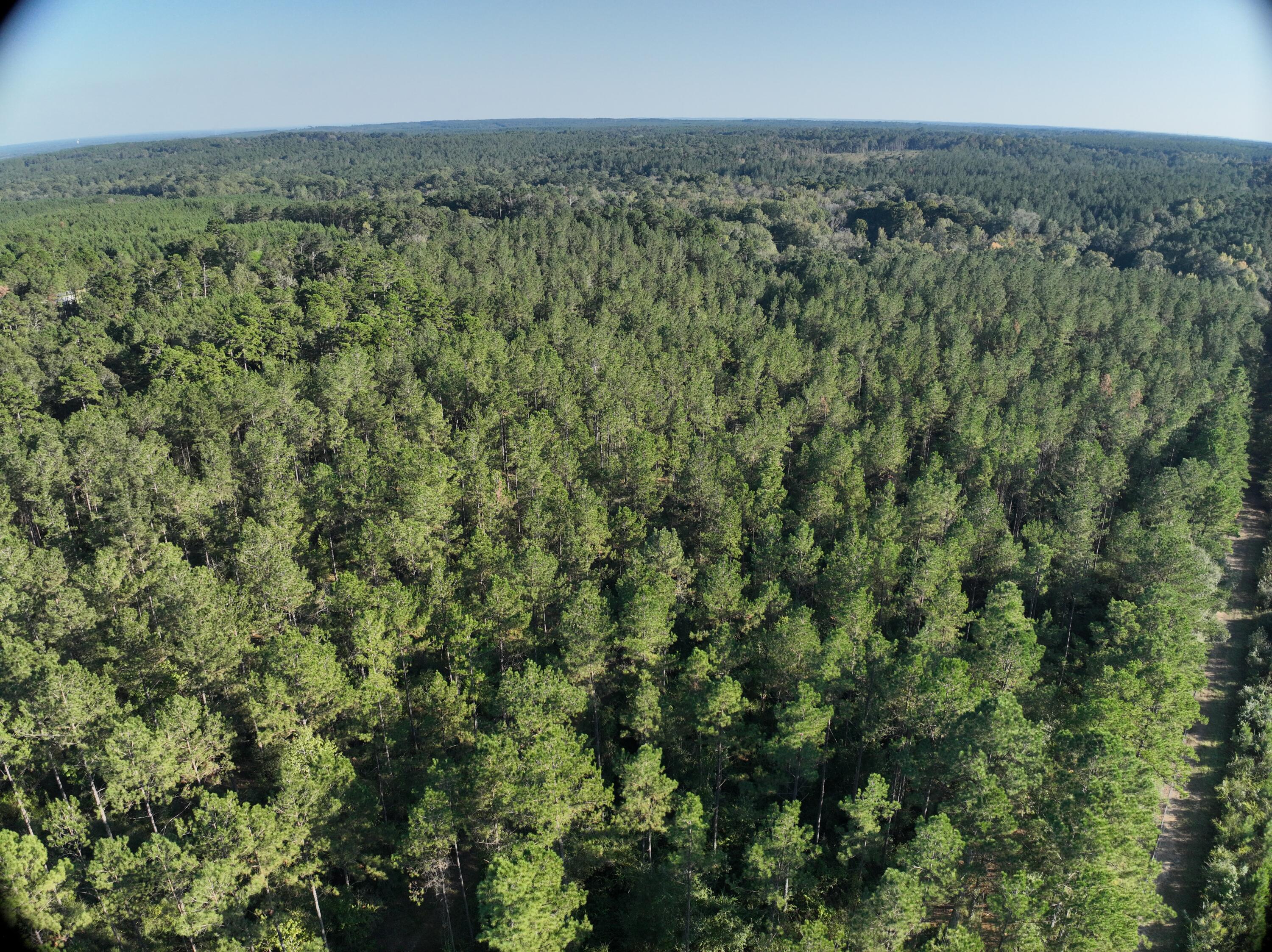 Tbd Holly Springs Road Foxworth, MS 39483 - Photo 1 of 22 DJI_20251015163327_0021_V