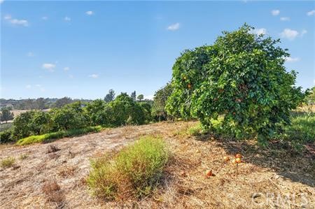 982 Live Oak Park Road South Fallbrook, CA 92028 - Photo 8 of 12 HEALTHY PINK LEMON GROVE APPROXIMATELY 3 ACRES ON WESTERLY END OF THE TEN ACRES