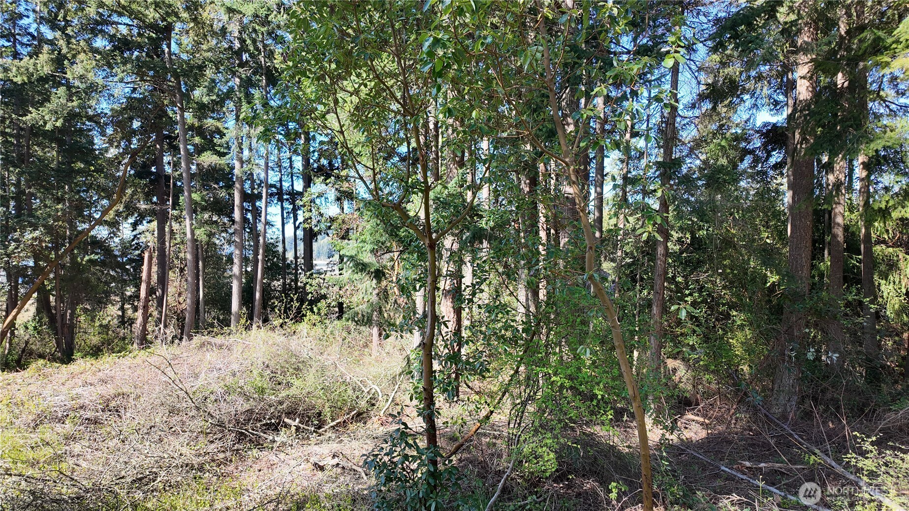 0 Wagner Road Camano Island, WA 98282 - Photo 23 of 27 a view of a forest covered with trees