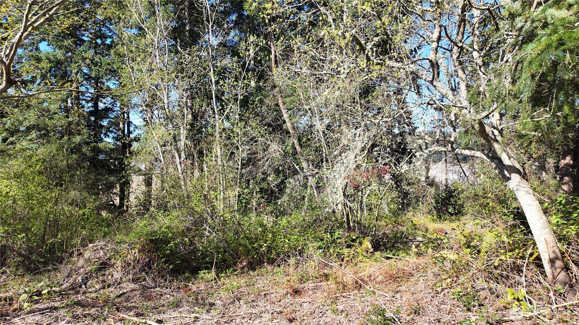 0 Wagner Road Camano Island, WA 98282 - Photo 25 of 27 a view of a yard with a tree