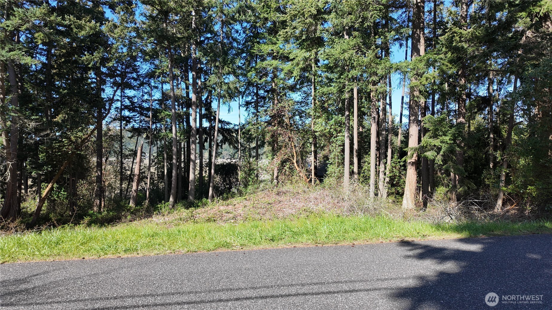 0 Wagner Road Camano Island, WA 98282 - Photo 3 of 27 a view of a yard with plants and trees