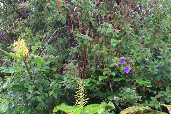 Ewalina Road Mountain View, HI 96771 - Photo 1 of 1 Gallery Image 1