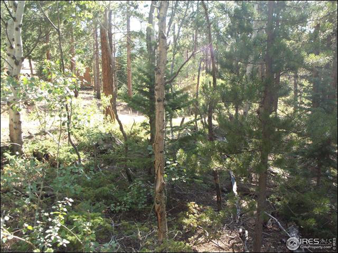 406 Huron Road Red Feather Lakes, CO 80545 - Photo 5 of 15 Gallery Image 5