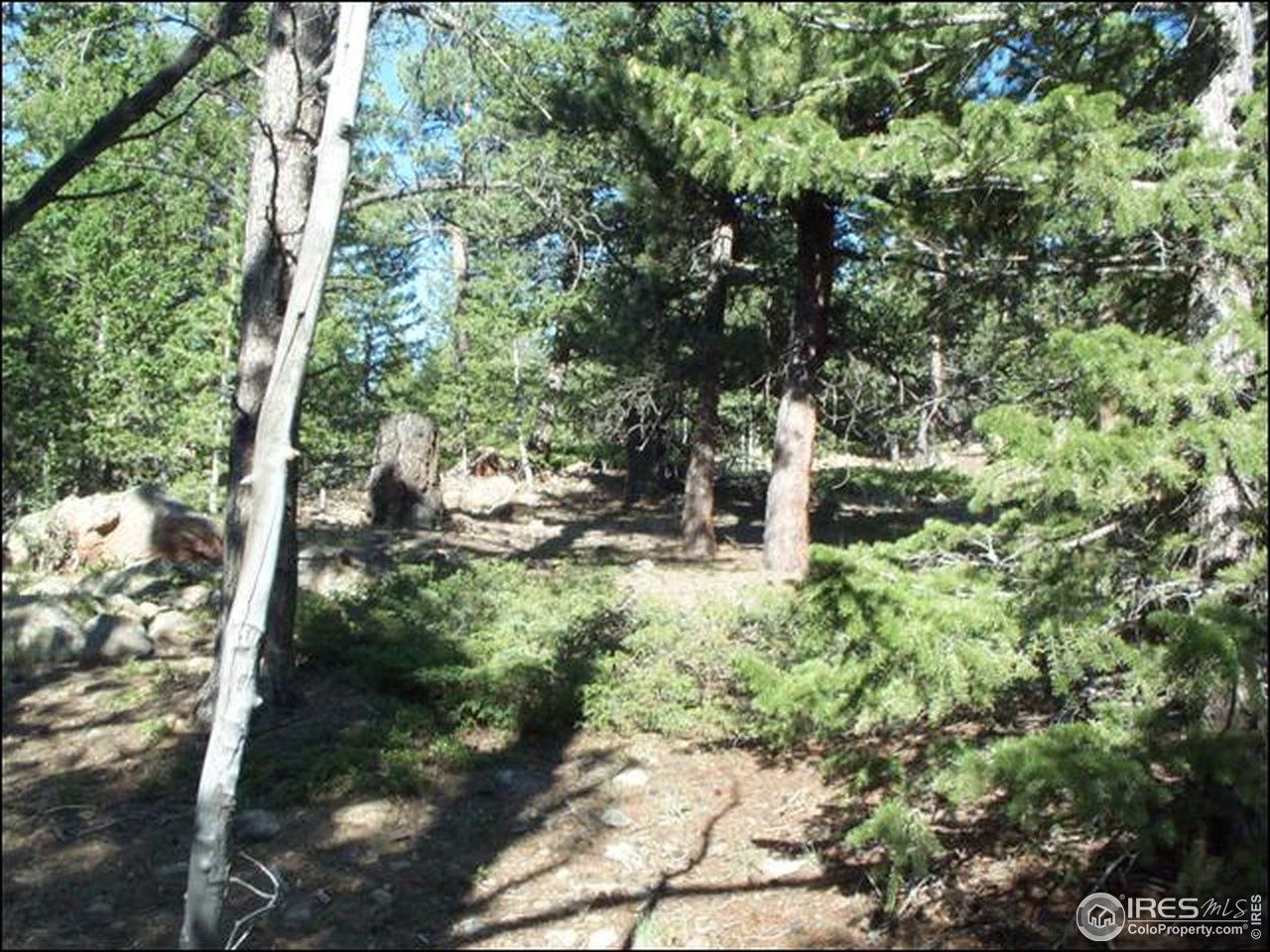 406 Huron Road Red Feather Lakes, CO 80545 - Photo 6 of 15 Gallery Image 6
