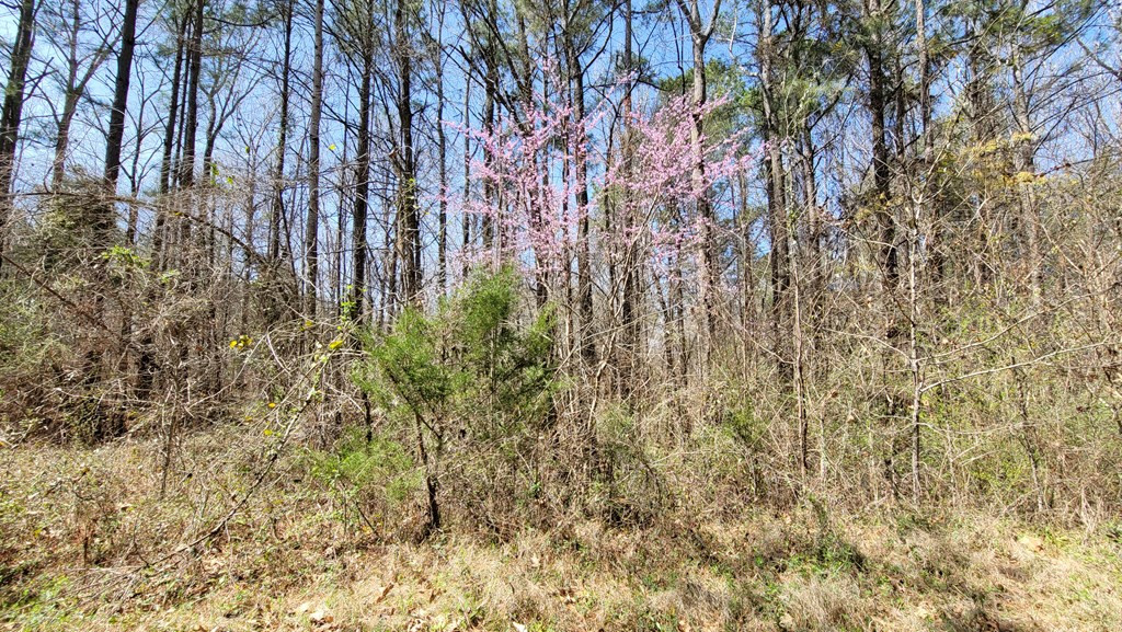 Lot 6 High Point Road Edgefield, SC 29824 - Photo 2 of 4