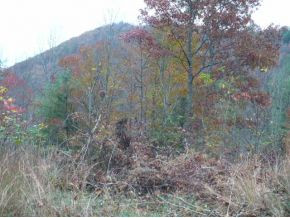 3708 Sink Valley Road Butler, TN 37640 - Photo 2 of 4 Photo 2