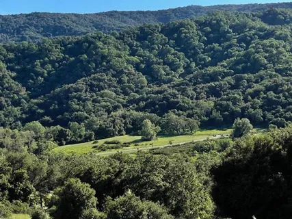 a view of a lush green forest with houses
