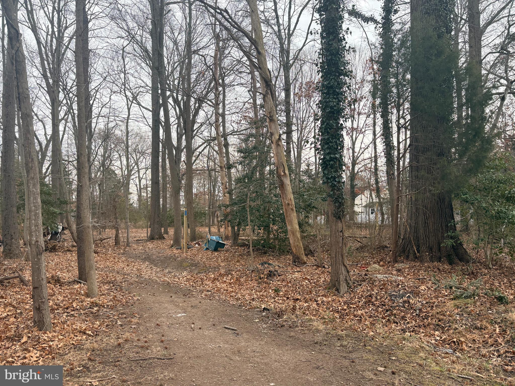 a backyard of a house with lots of trees