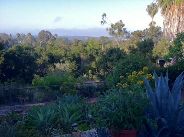 2889 Foothill Road Santa Barbara, CA 93105 - Photo 23 of 23 Yard Agaves