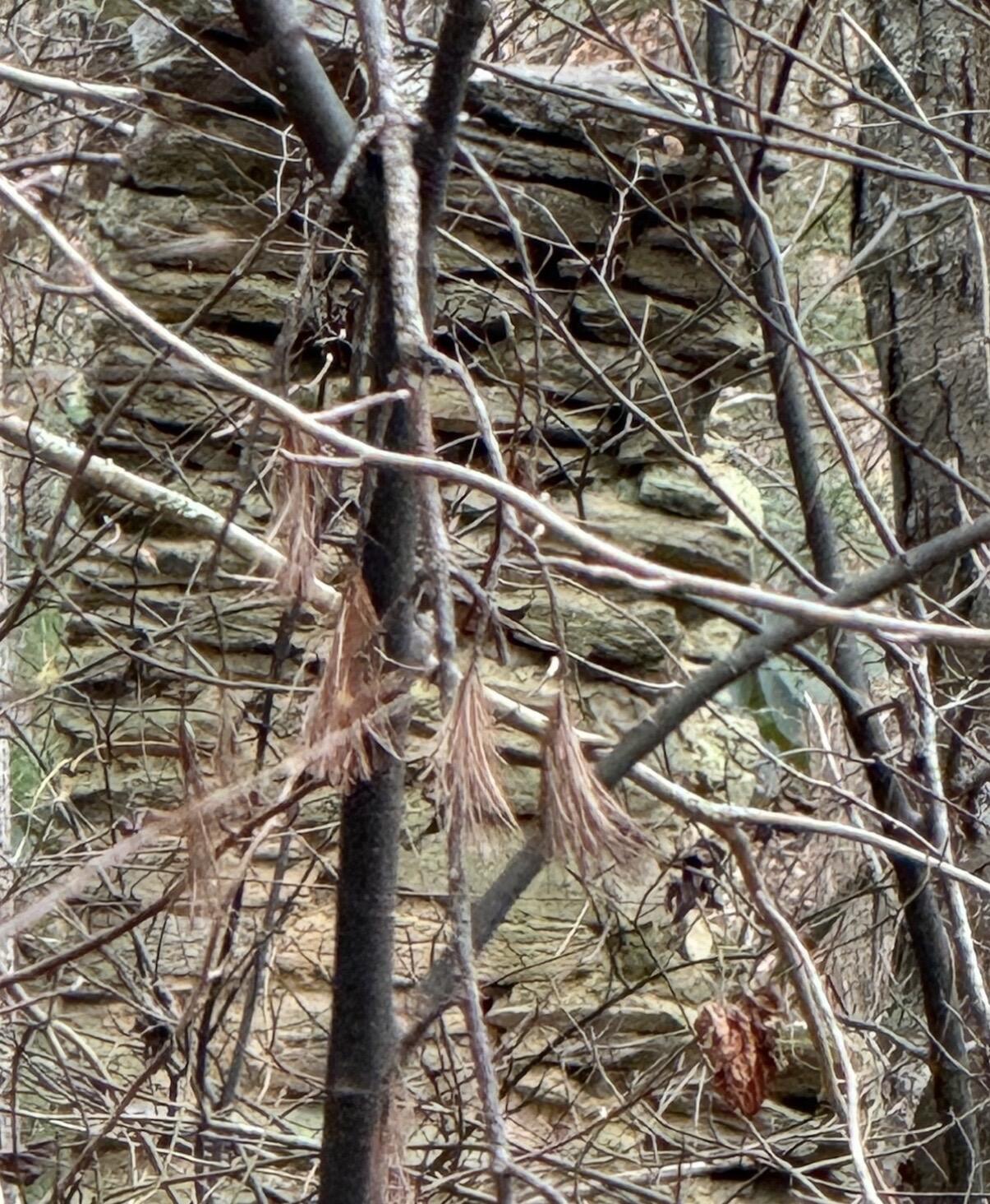 8780 Sugar Run Road Northeast Copper Hill, VA 24079 - Photo 25 of 25 a close up of a tree