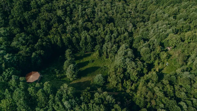 a view of a tree in a lush green forest