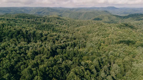 a view of a lush green forest with lush green forest