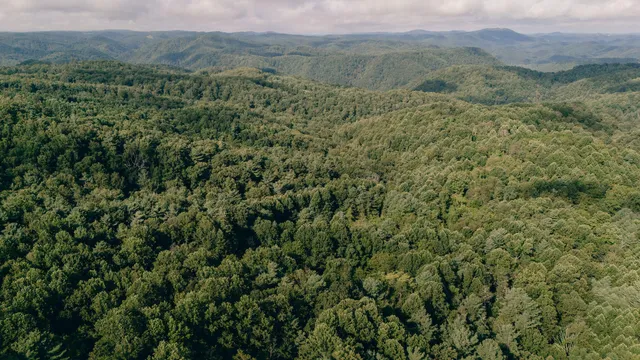 a view of a lush green forest with lush green forest
