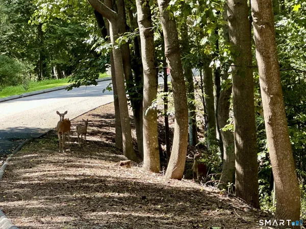 $525,000 | Lot #6 South Brook Drive, Stamford, CT 06903