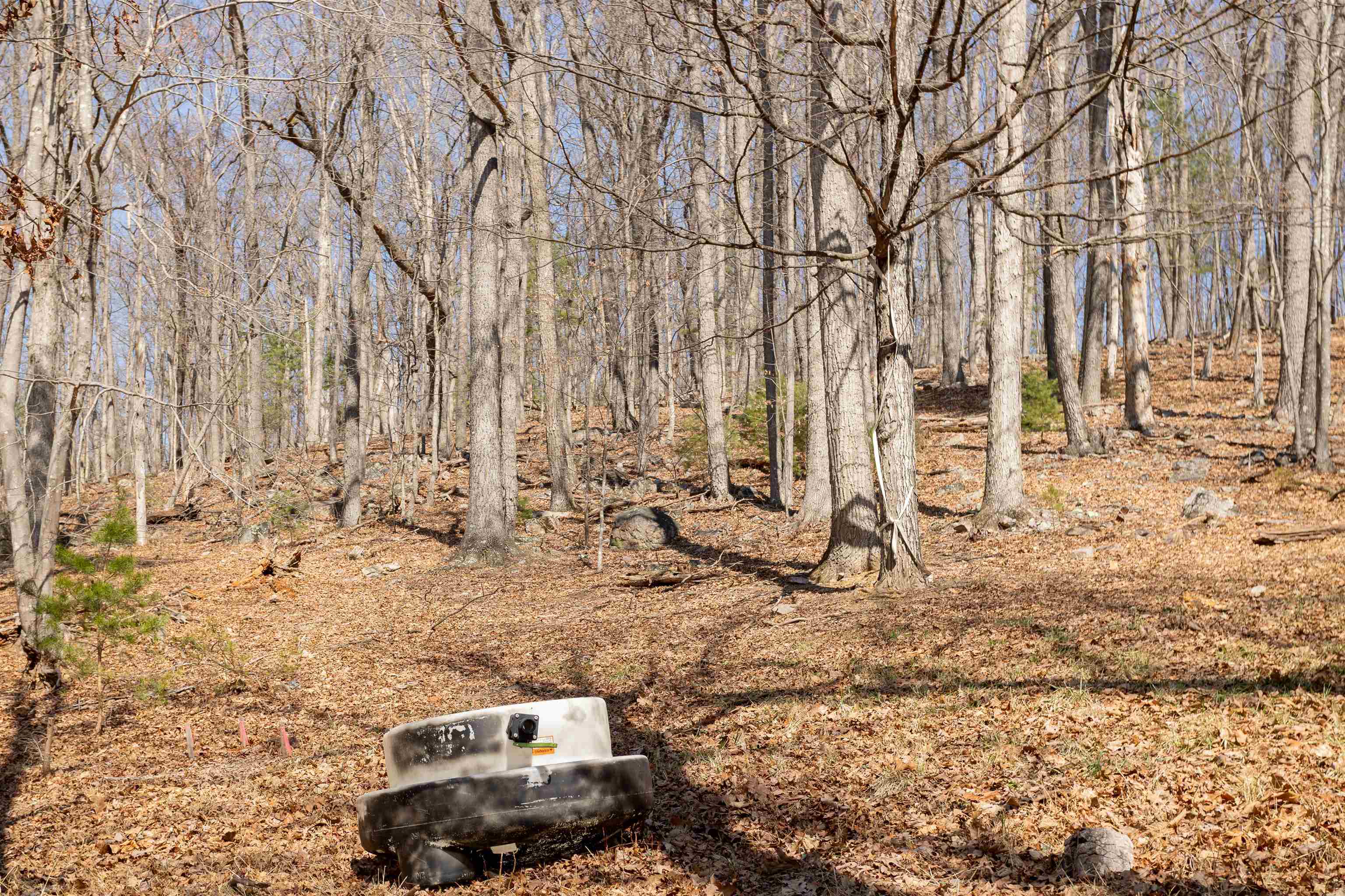 12619 Cardinal Forest Drive Fulks Run, VA 22830 - Photo 20 of 23 a backyard of a house with large trees