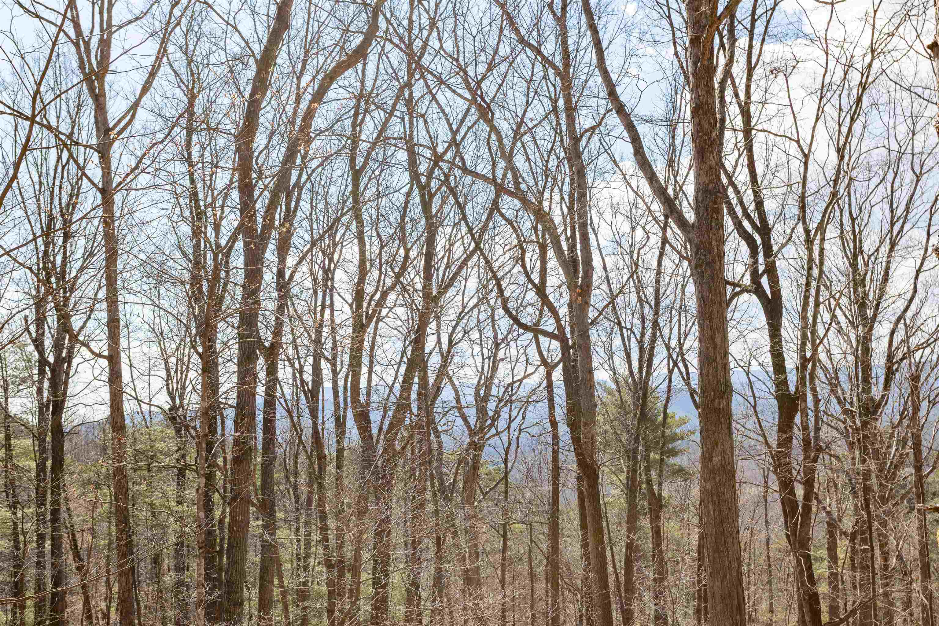 12619 Cardinal Forest Drive Fulks Run, VA 22830 - Photo 3 of 23