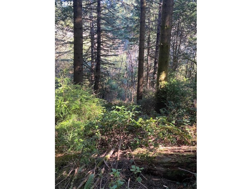 Park Road Port Orford, OR 97465 - Photo 1 of 11 a view of a forest with trees