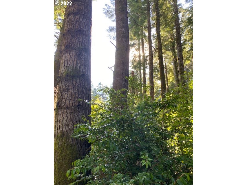Park Road Port Orford, OR 97465 - Photo 11 of 11 a close up of a plant in front of a house
