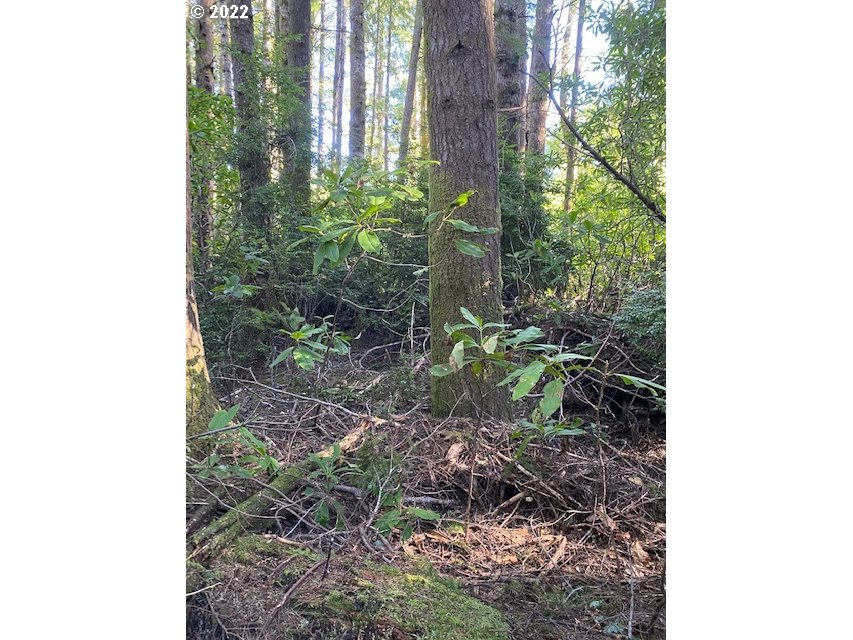 Park Road Port Orford, OR 97465 - Photo 2 of 11 a backyard of a house