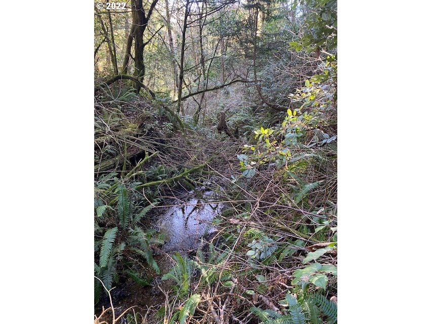 Park Road Port Orford, OR 97465 - Photo 9 of 11 a picture of a tree