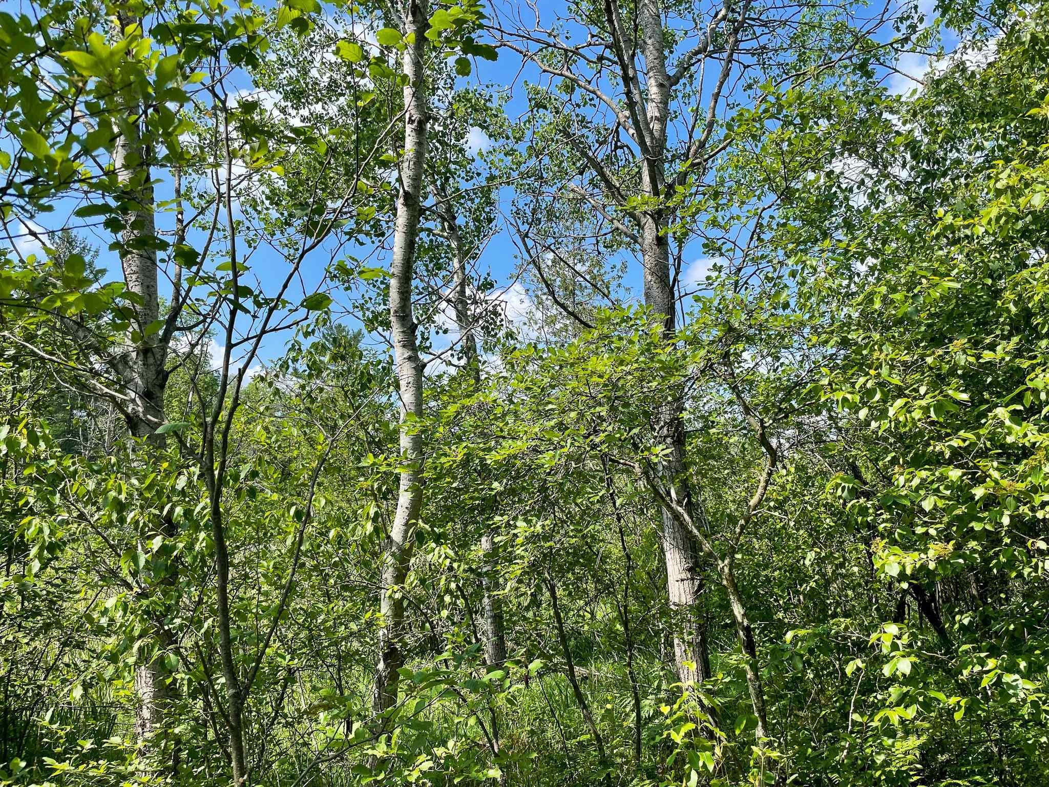 Leroy Road Leroy, MI 49655 - Photo 12 of 25 IMG_7498