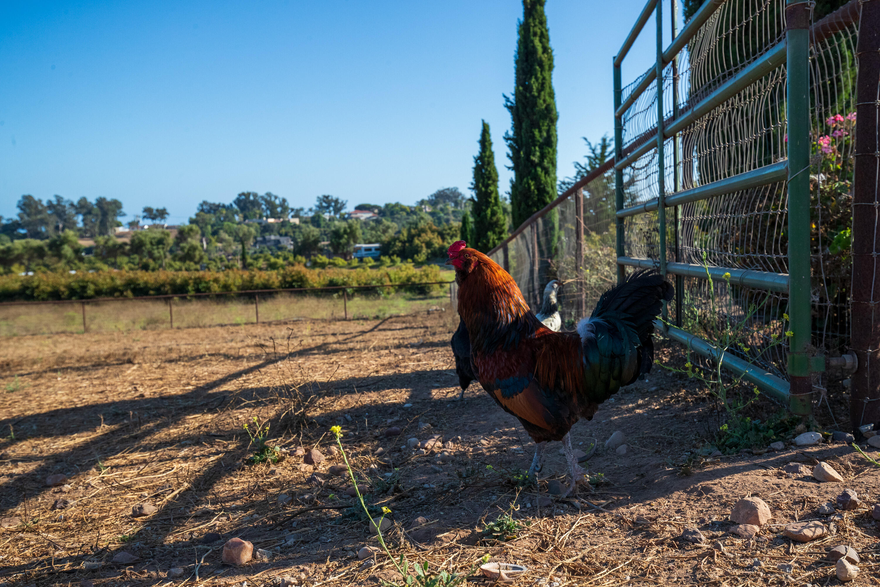6790 Rincon Road Carpinteria, CA 93013 - Photo 28 of 28 Rooster