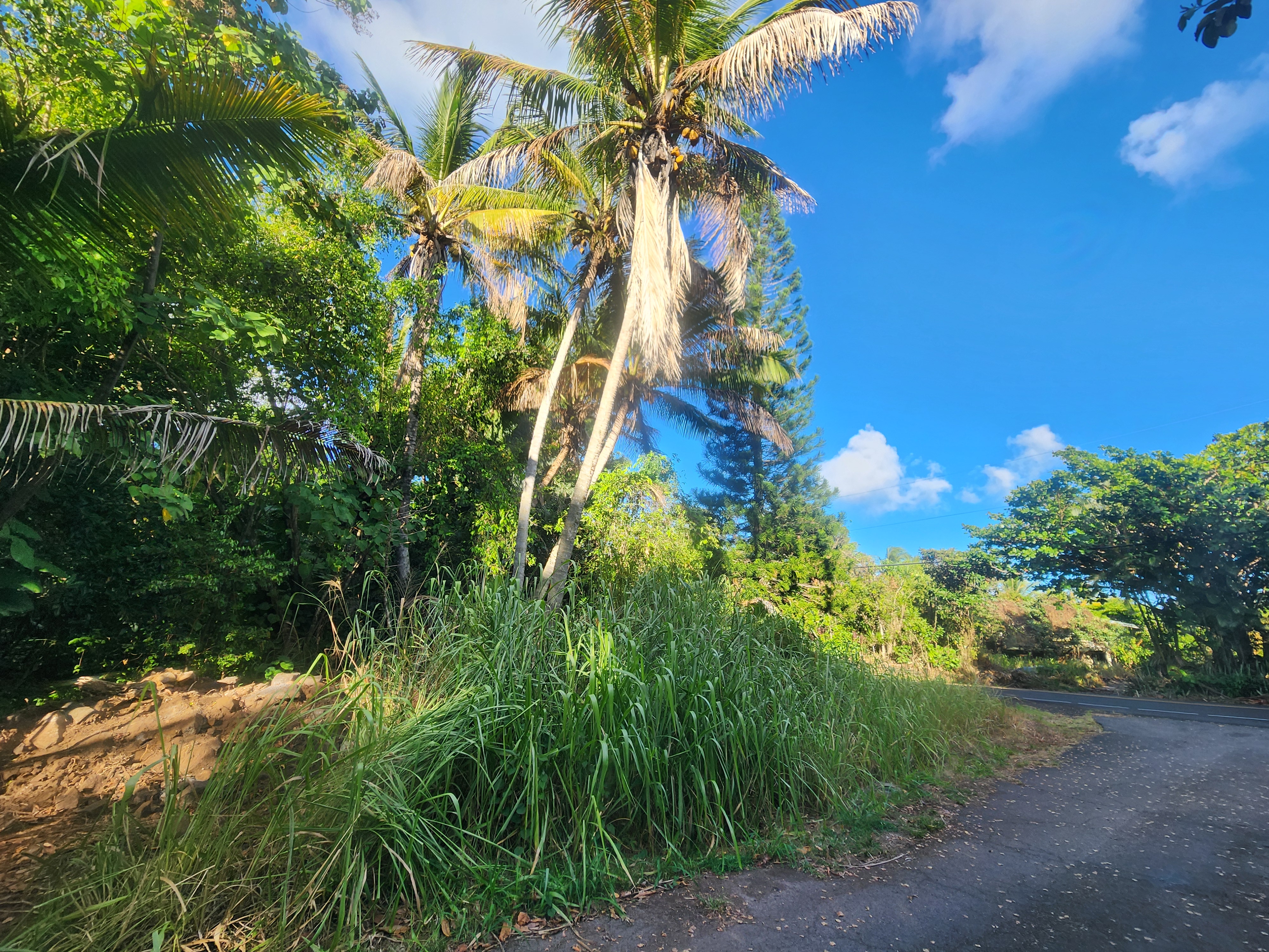 7 Kalapana Kapoho Beach Road Pahoa, HI 96778 - Photo 6 of 12 a view of a yard