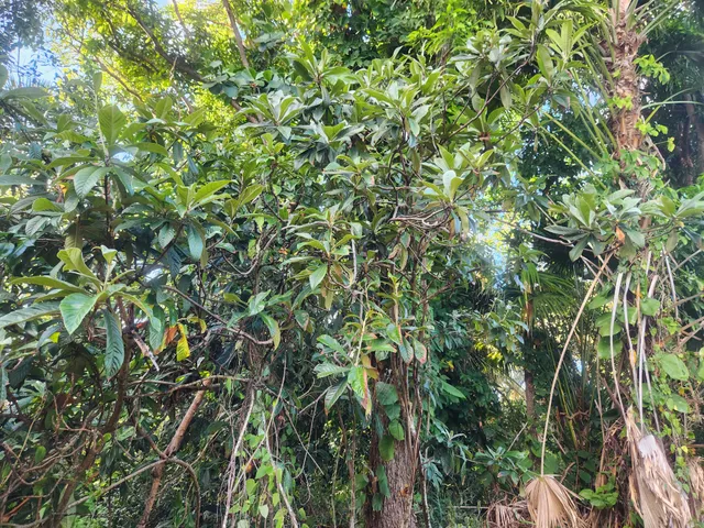a view of a garden with plants