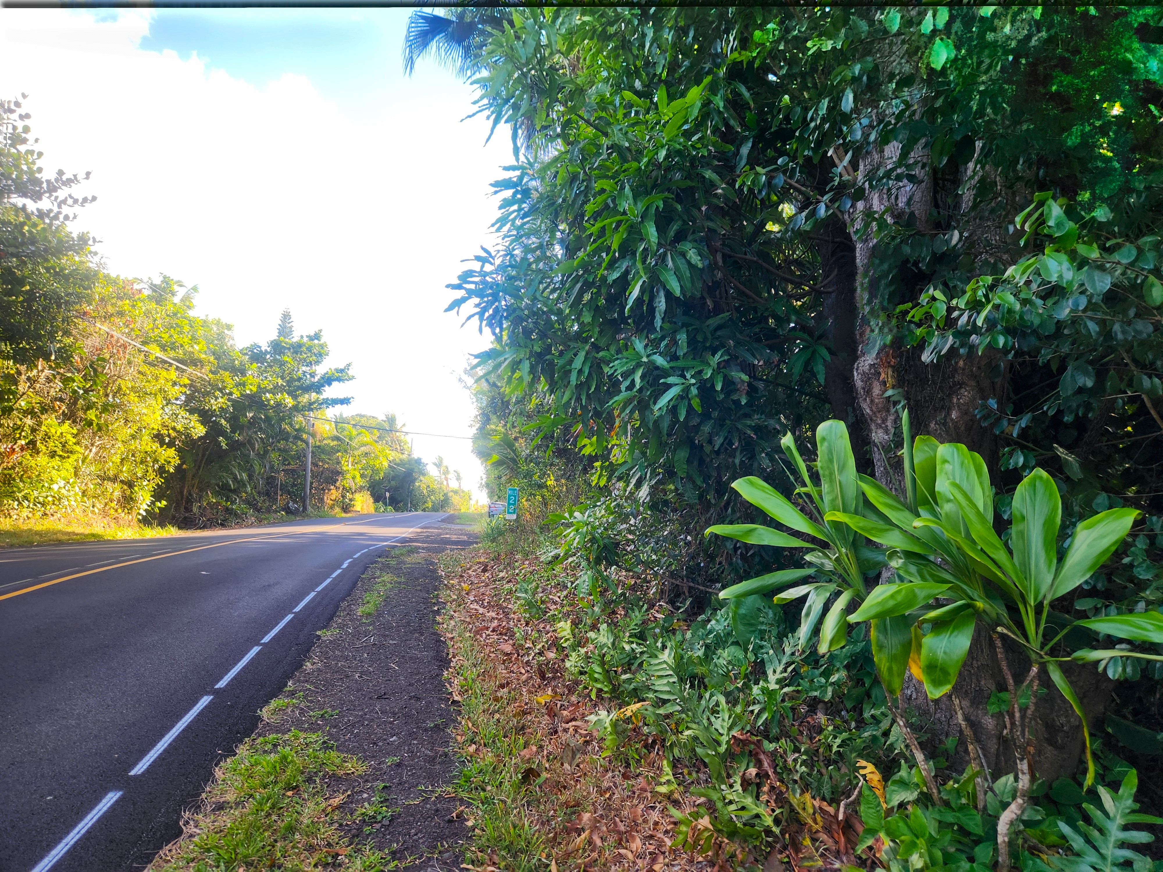 7 Kalapana Kapoho Beach Road Pahoa, HI 96778 - Photo 9 of 12 a view of a garden with plants