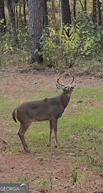 3312 Hunts Chapel Road Sparta, GA 31087 - Photo 126 of 147