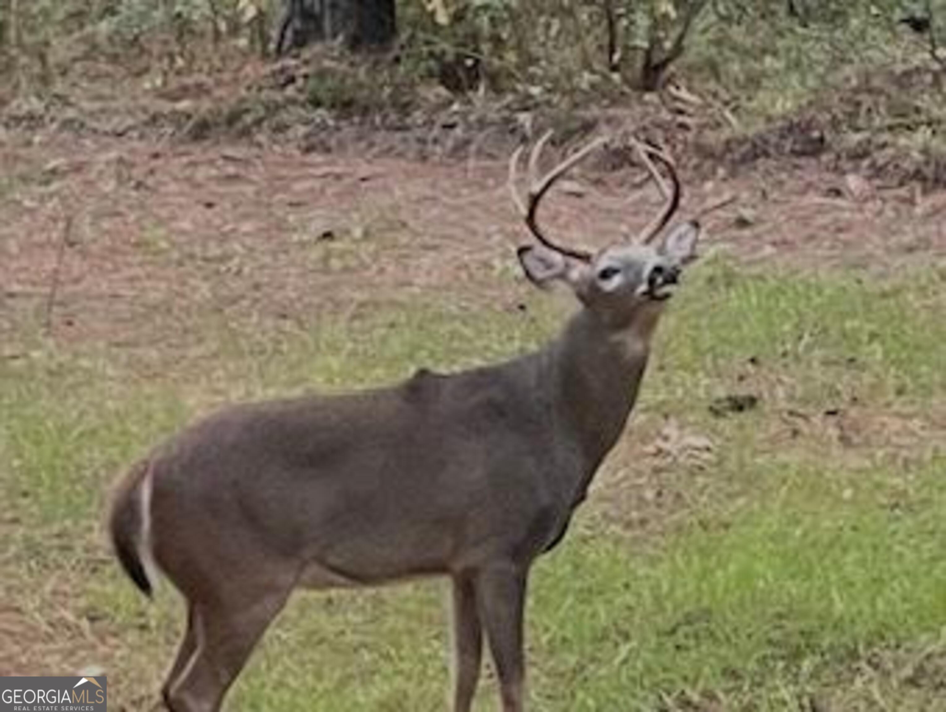 3312 Hunts Chapel Road Sparta, GA 31087 - Photo 131 of 147