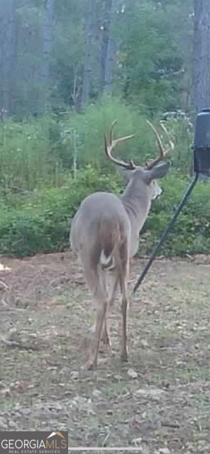 3312 Hunts Chapel Road Sparta, GA 31087 - Photo 136 of 147