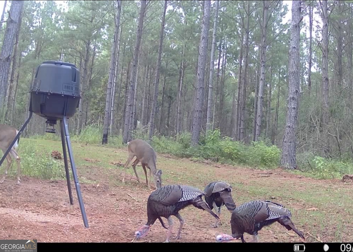 3312 Hunts Chapel Road Sparta, GA 31087 - Photo 141 of 147