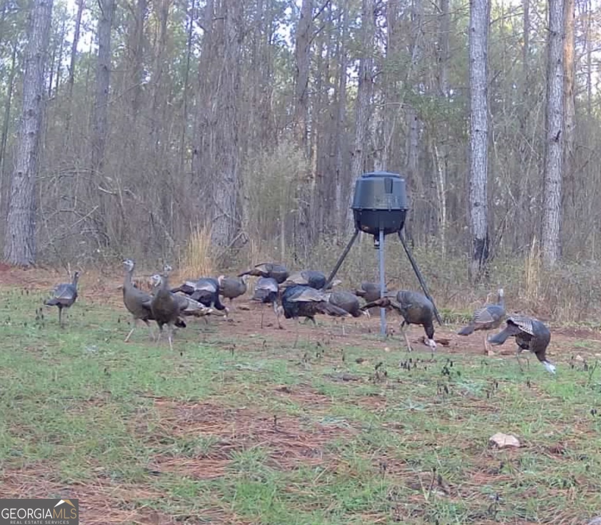 3312 Hunts Chapel Road Sparta, GA 31087 - Photo 147 of 147