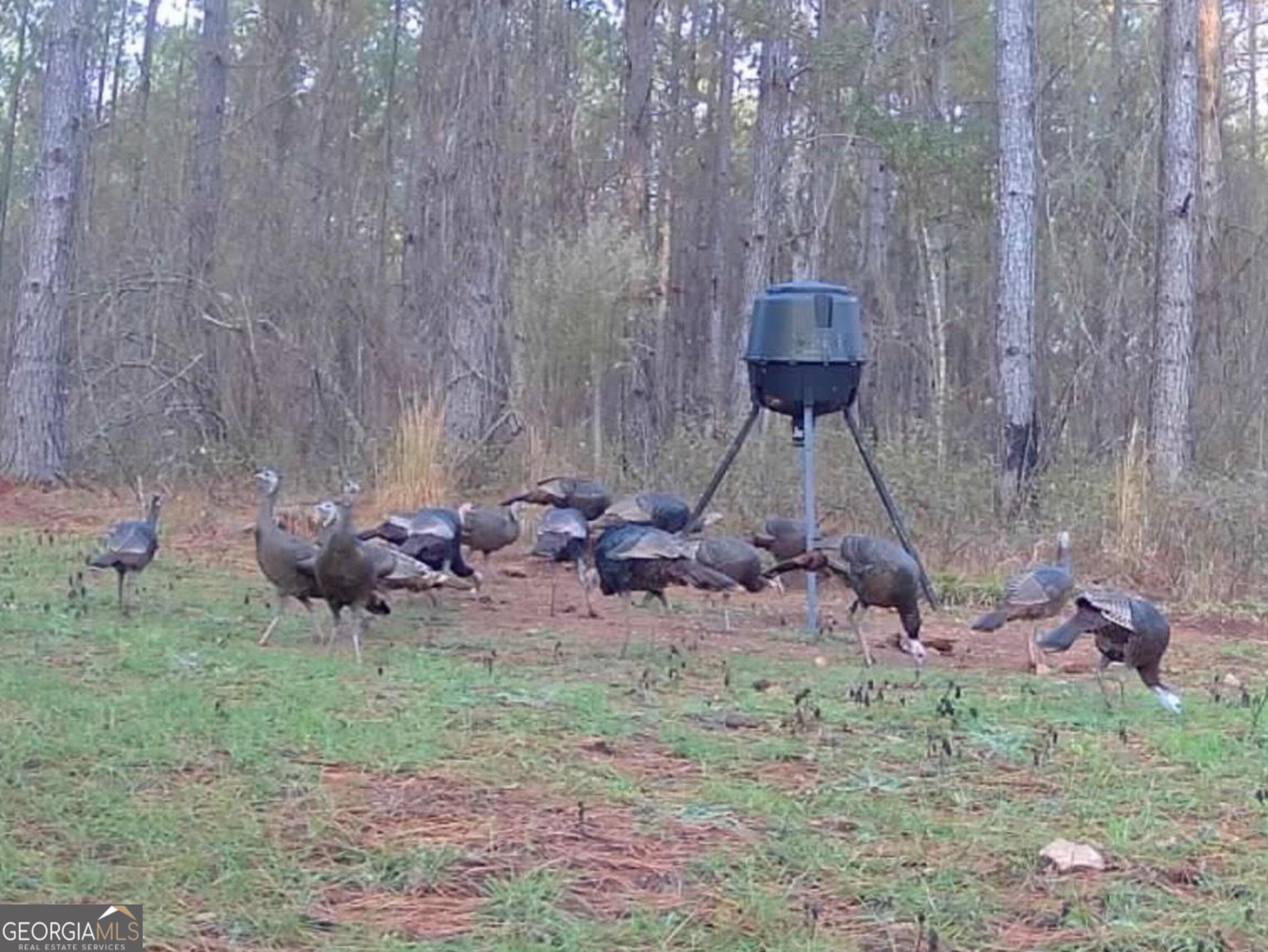 3312 Hunts Chapel Road Sparta, GA 31087 - Photo 18 of 147