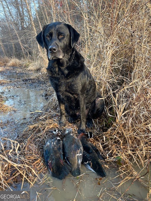 3312 Hunts Chapel Road Sparta, GA 31087 - Photo 55 of 147