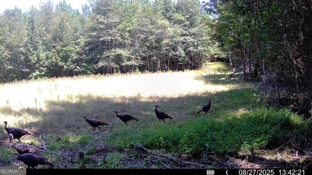 3312 Hunts Chapel Road Sparta, GA 31087 - Photo 58 of 147