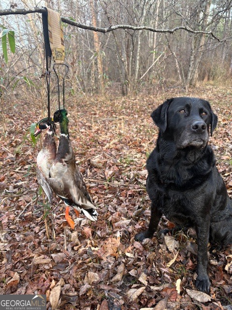 3312 Hunts Chapel Road Sparta, GA 31087 - Photo 7 of 147