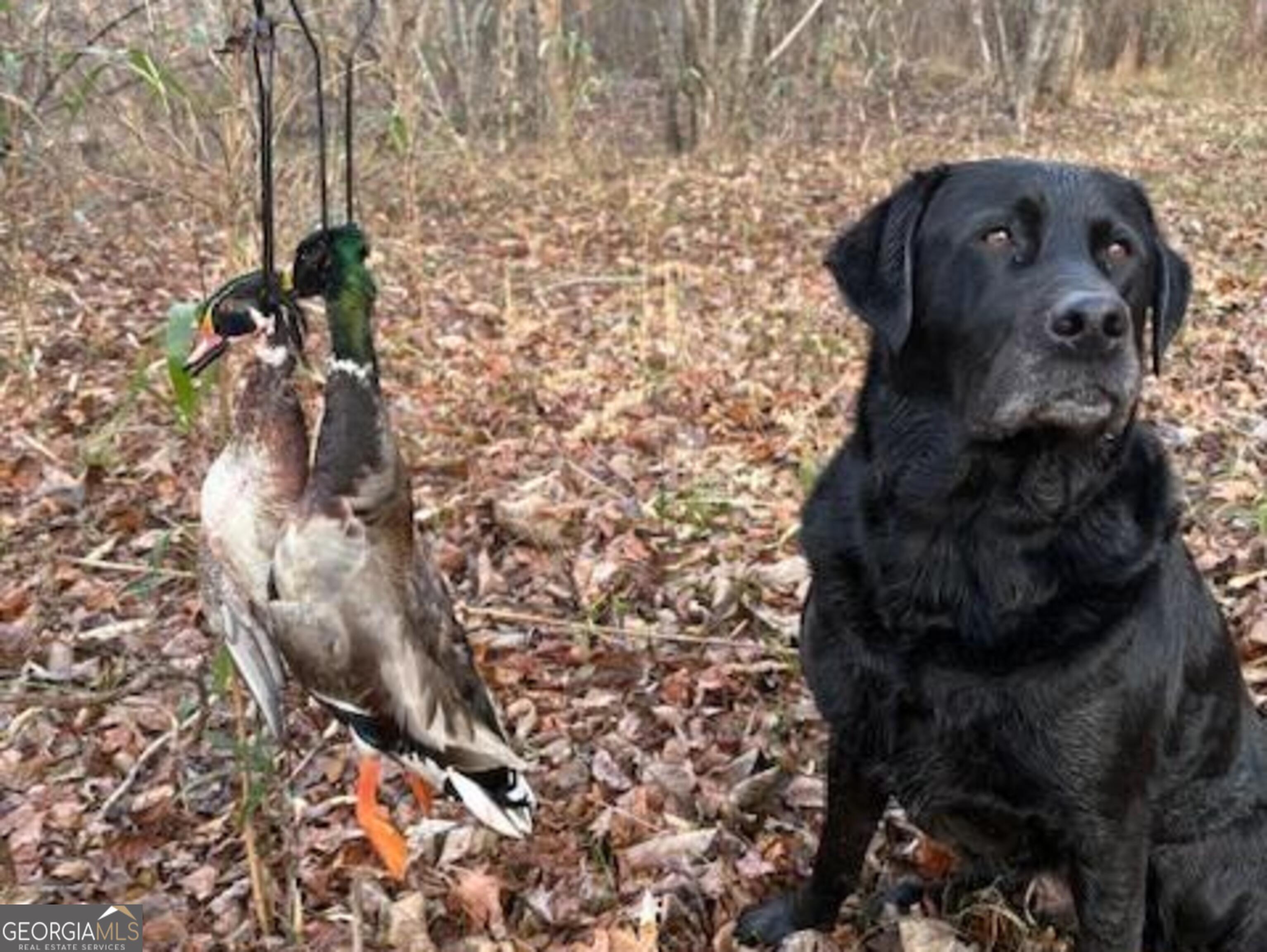 3312 Hunts Chapel Road Sparta, GA 31087 - Photo 8 of 147