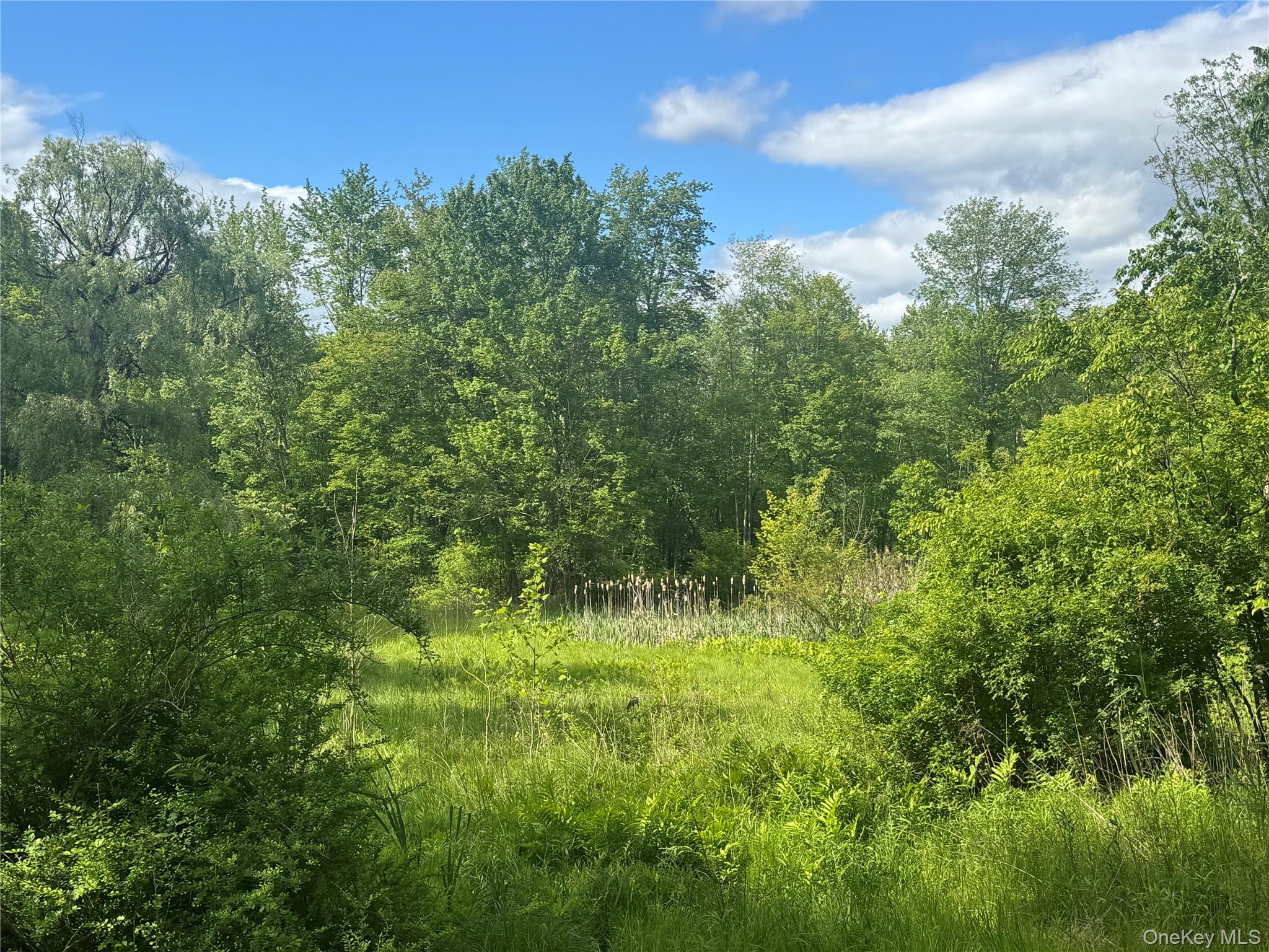 68 Union School Road Montgomery, NY 12549 - Photo 33 of 37 View of wooded area