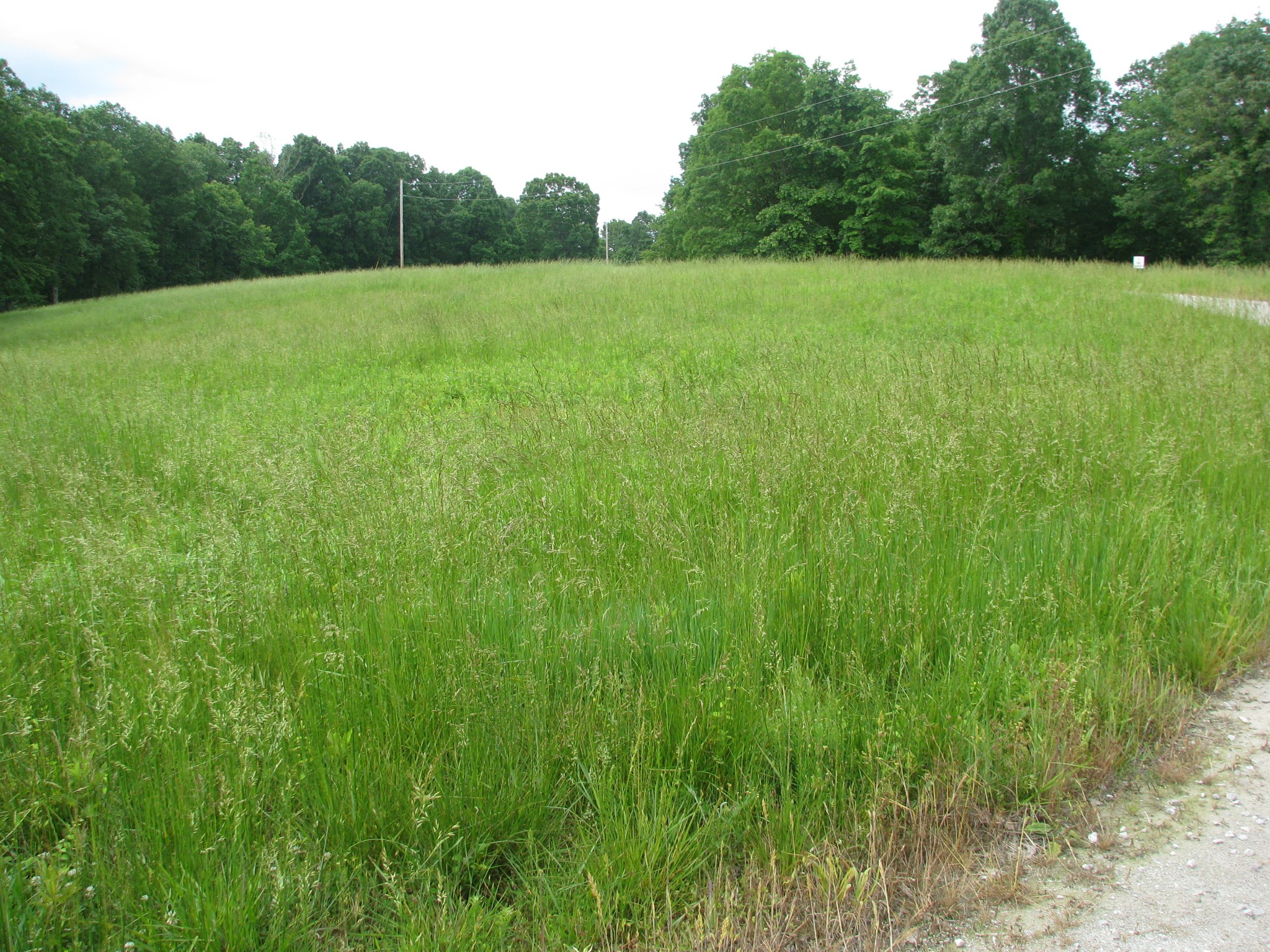 0 Barge Road Waverly, TN 37185 - Photo 1 of 11 a view of a green field with plants