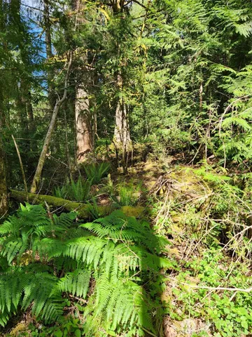a view of a lush green forest