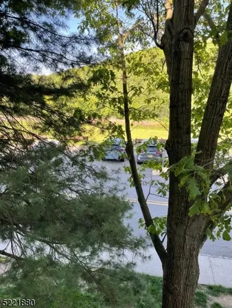 a view of a yard with plants and large trees