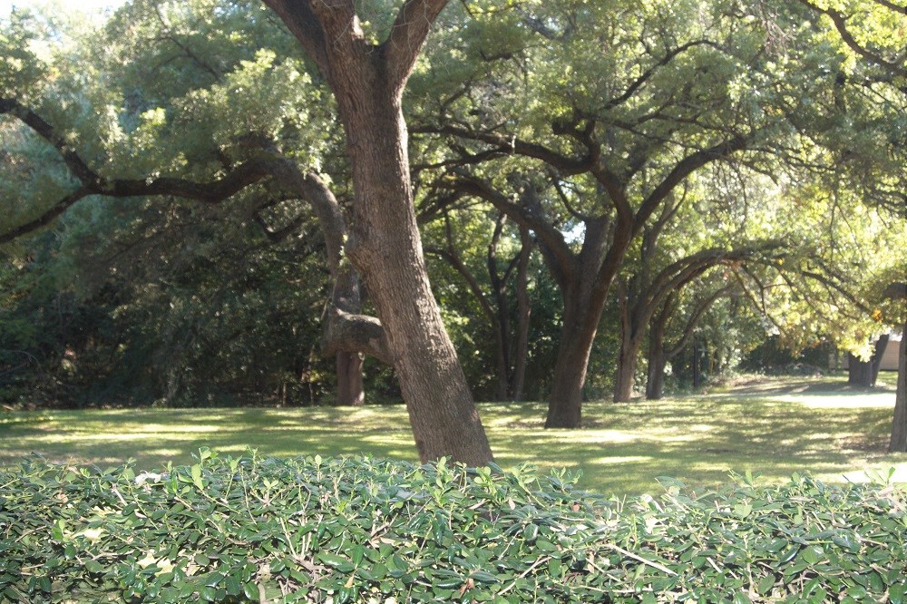 1601 Faro Drive, Unit 1704 Austin, TX 78741 - Photo 9 of 26 a view of outdoor space with trees