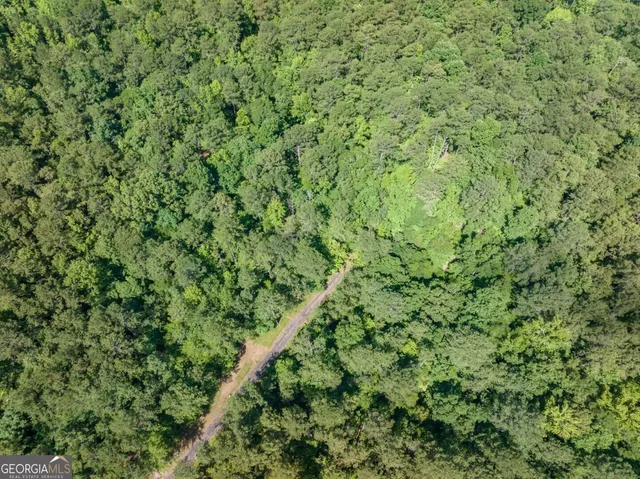 a view of a lush green forest with a tree