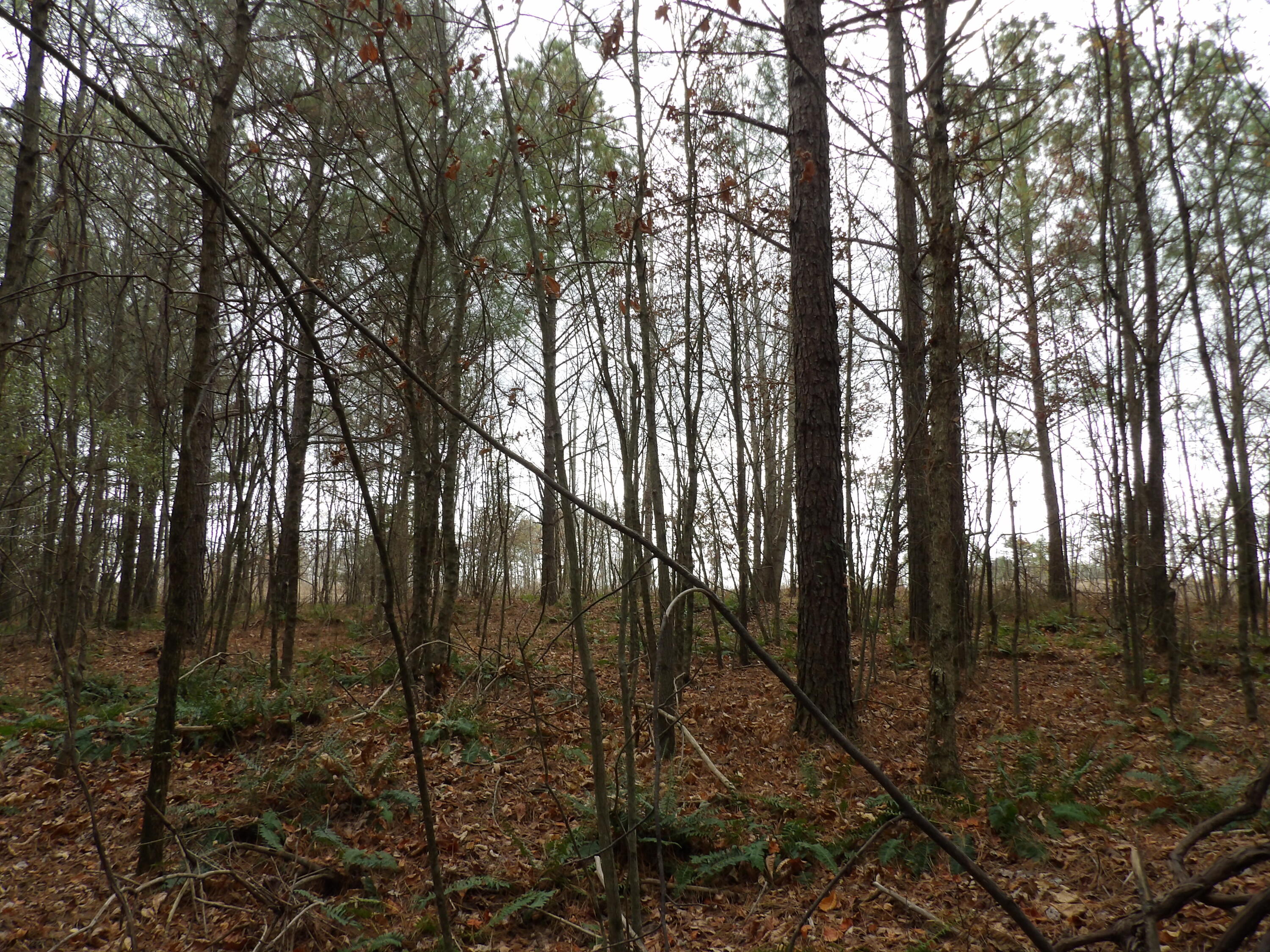 Lot 21 Summercity Road Evensville, TN 37332 - Photo 11 of 19 100_2091