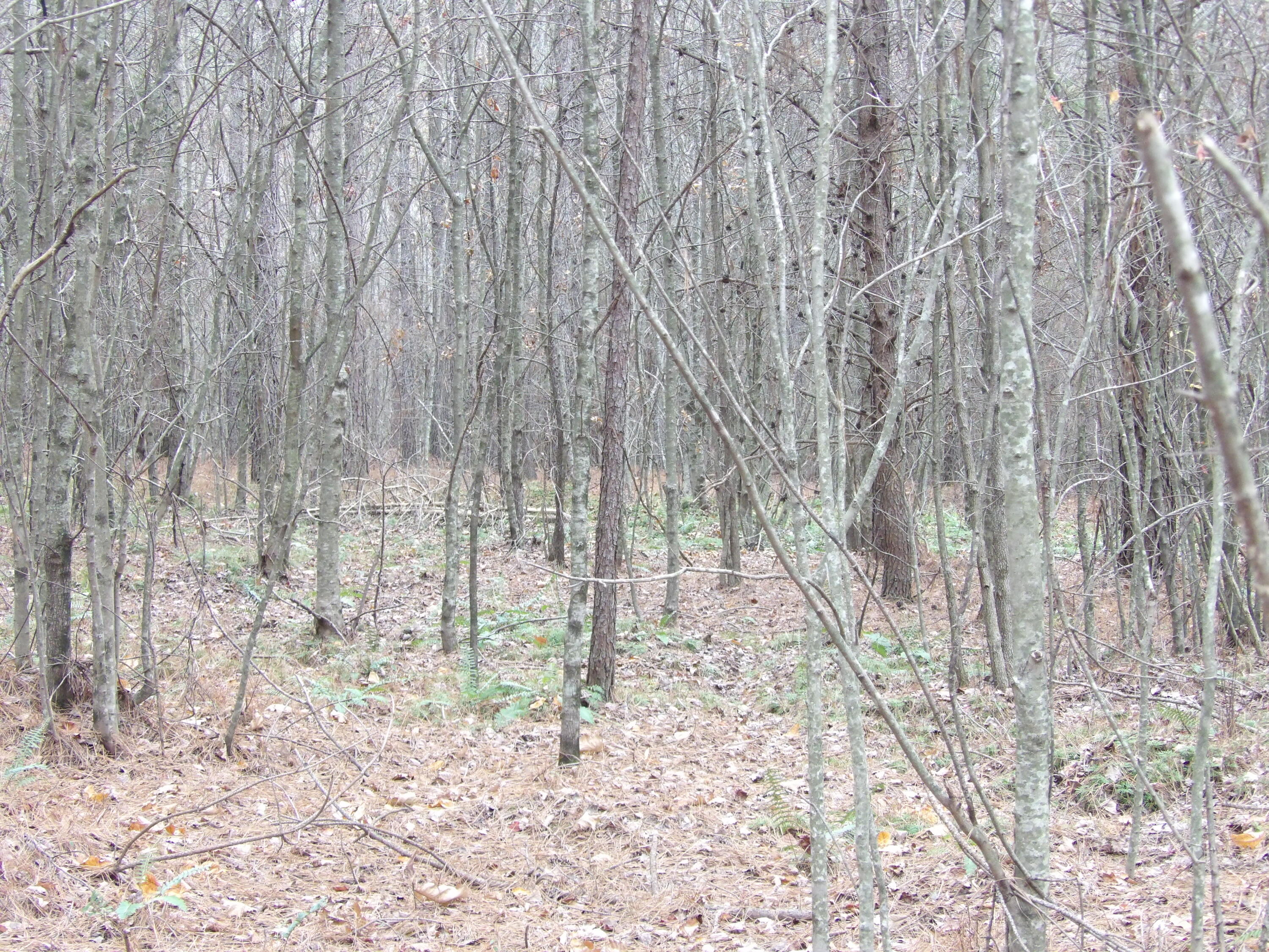 Lot 21 Summercity Road Evensville, TN 37332 - Photo 12 of 19 100_2092